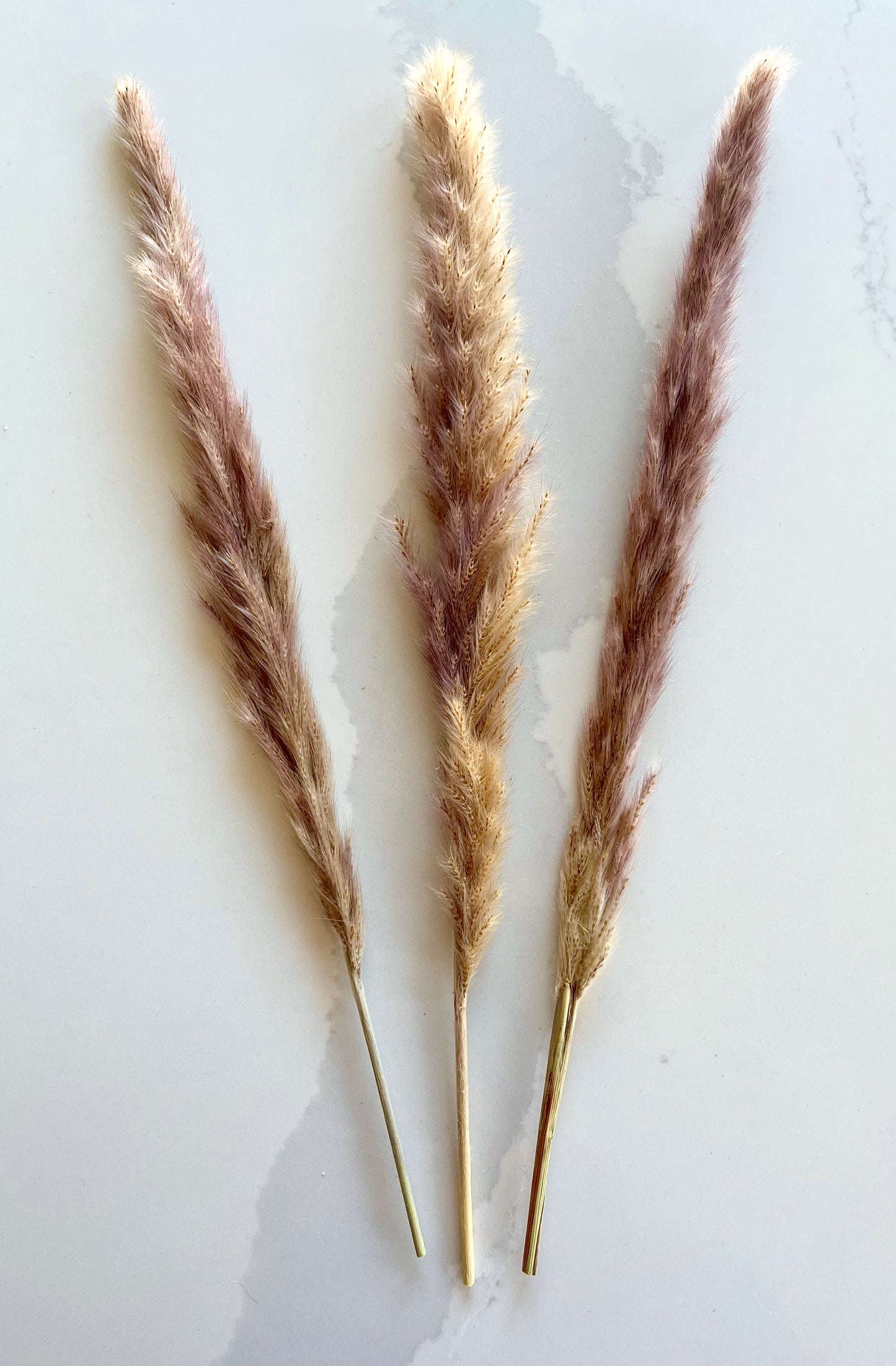 Assorted Dried Grass, Sold by the Stem