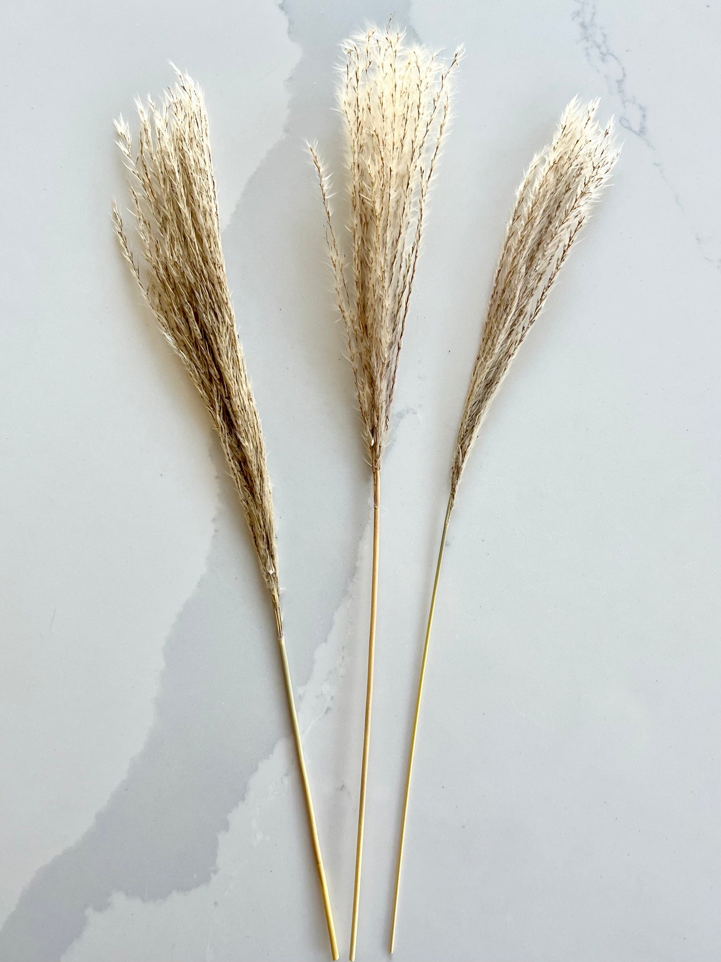 Assorted Dried Grass, Sold by the Stem