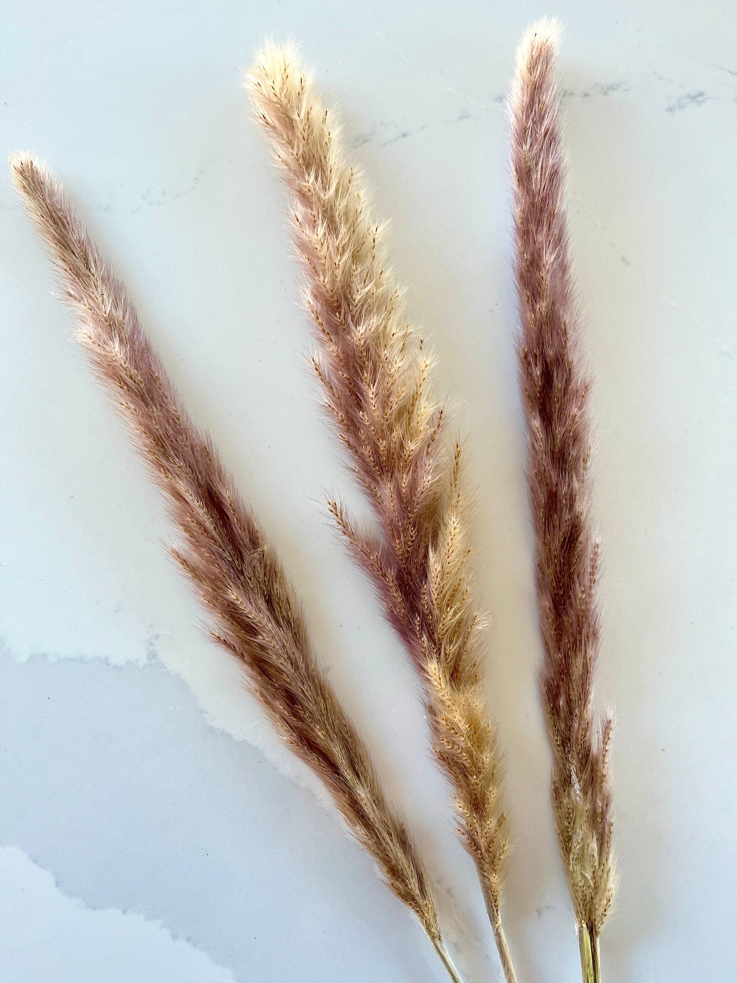 Assorted Dried Grass, Sold by the Stem