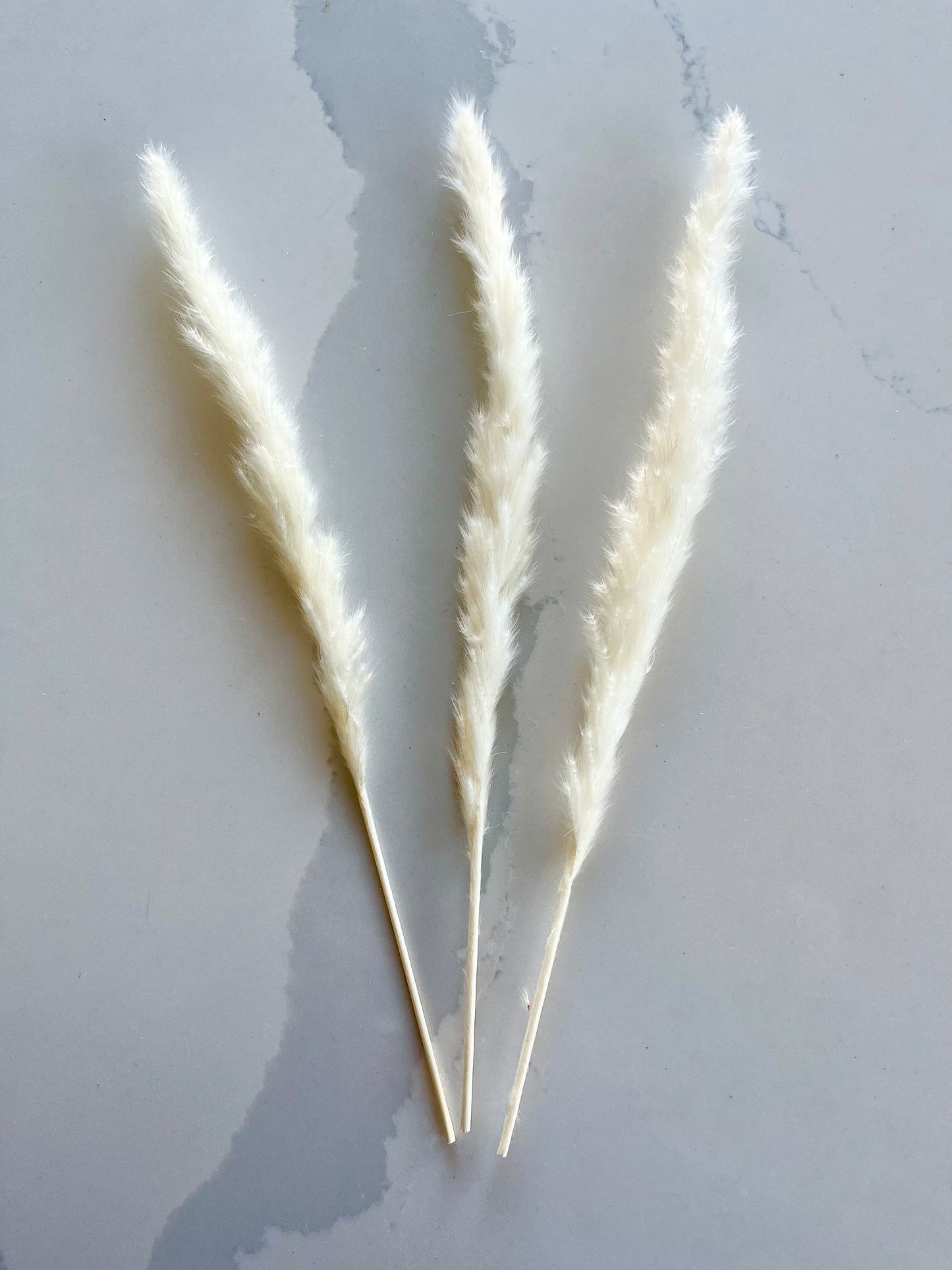 Assorted Dried Grass, Sold by the Stem