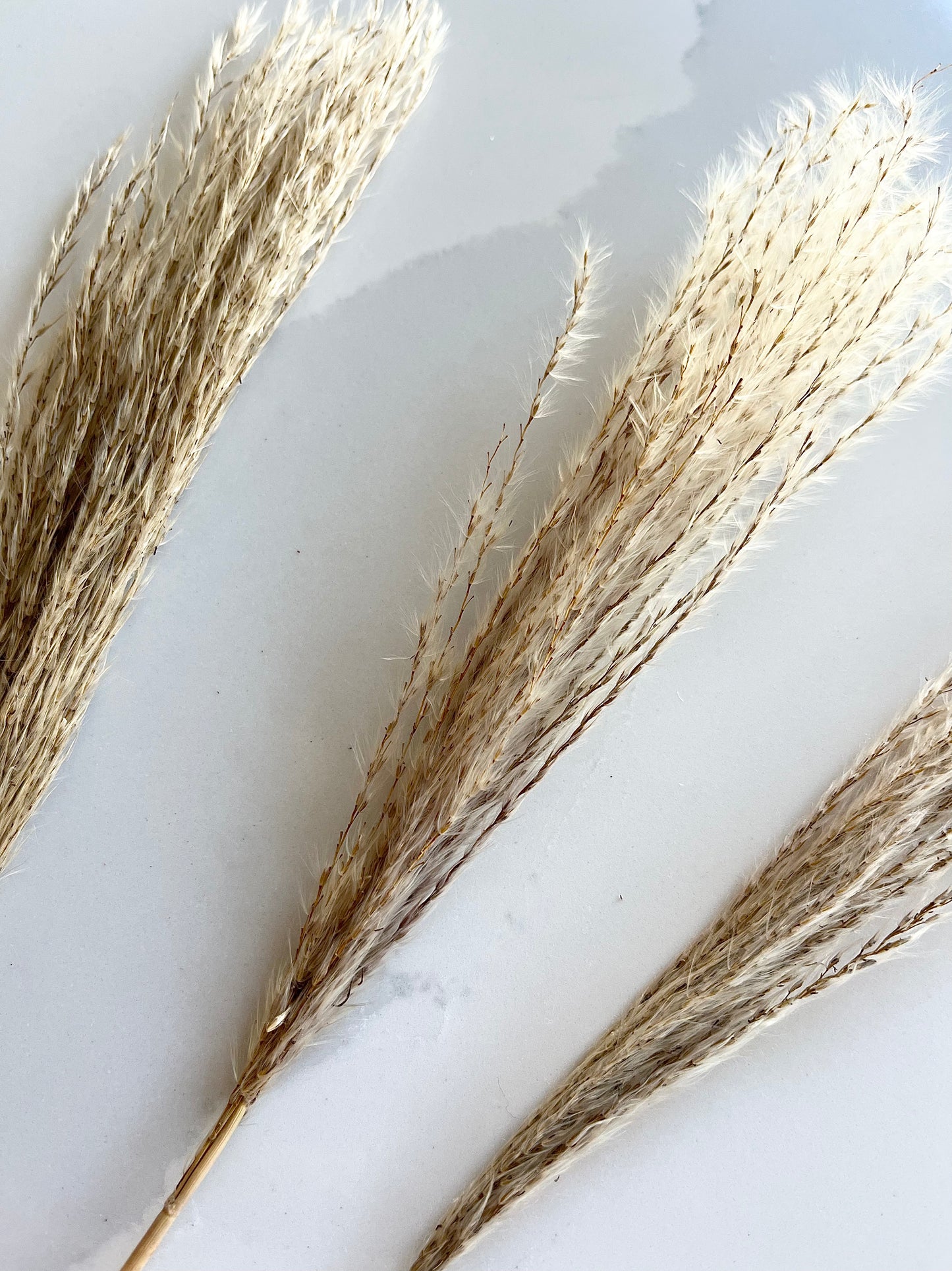 Assorted Dried Grass, Sold by the Stem