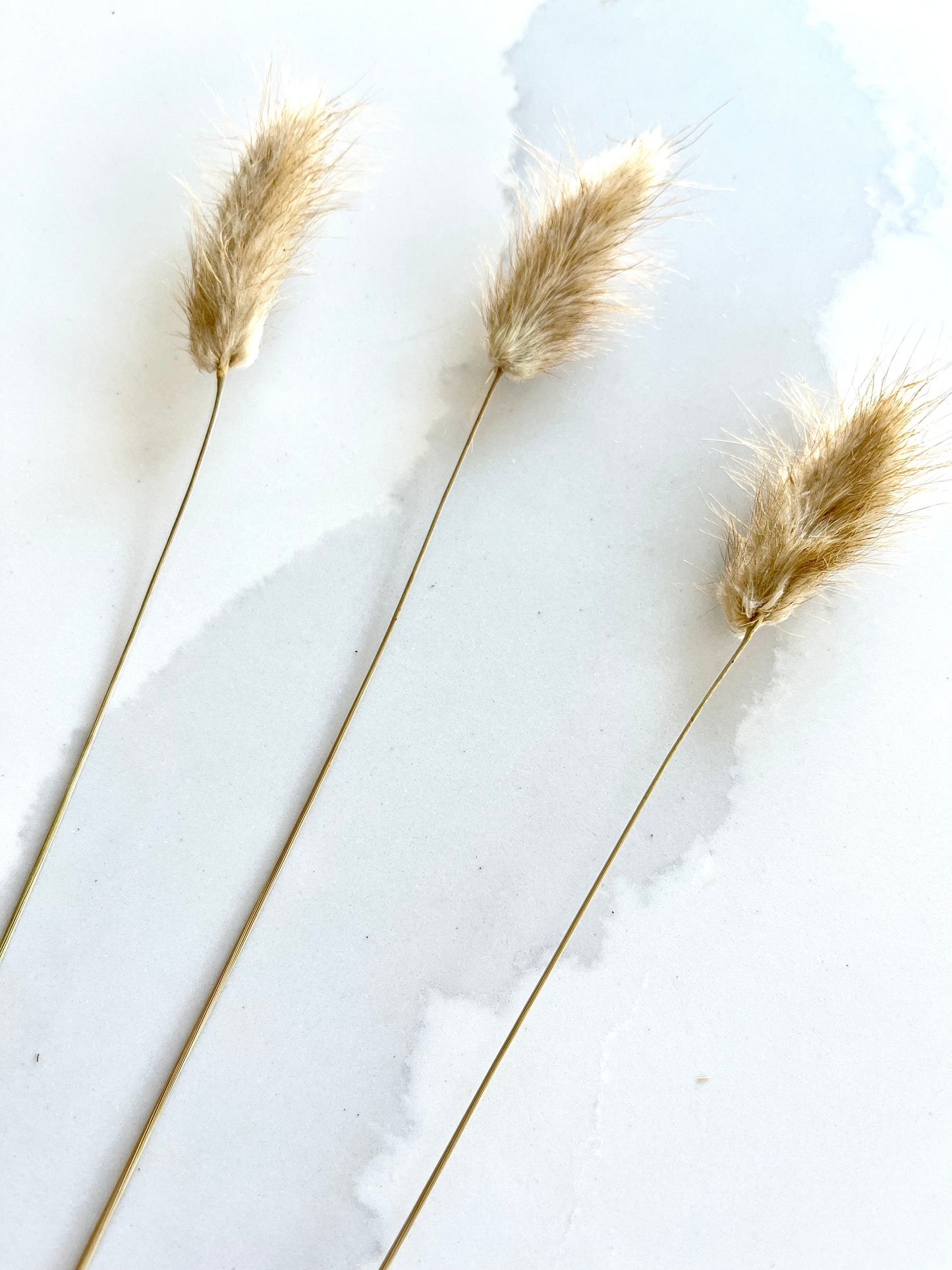 Assorted Dried Grass, Sold by the Stem
