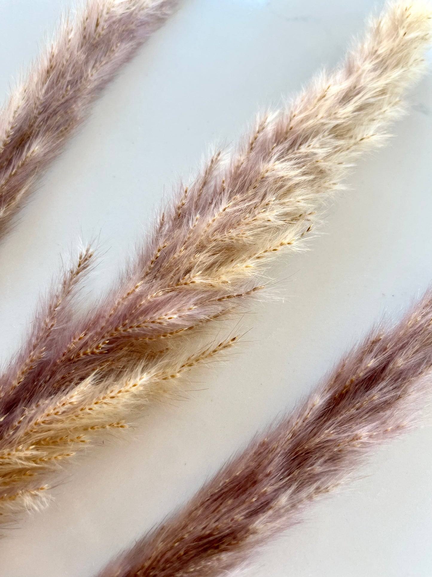 Assorted Dried Grass, Sold by the Stem