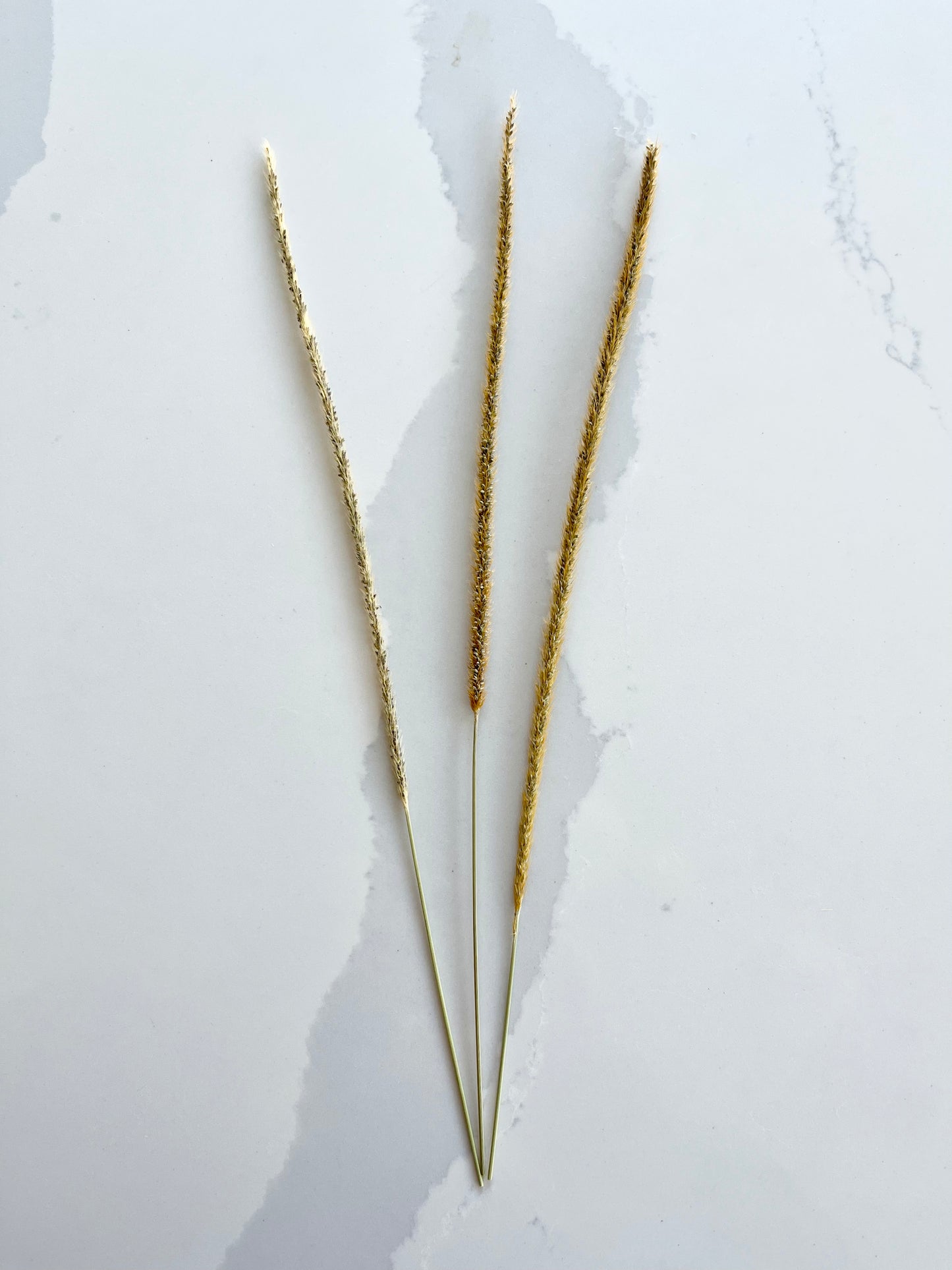 Assorted Dried Grass, Sold by the Stem