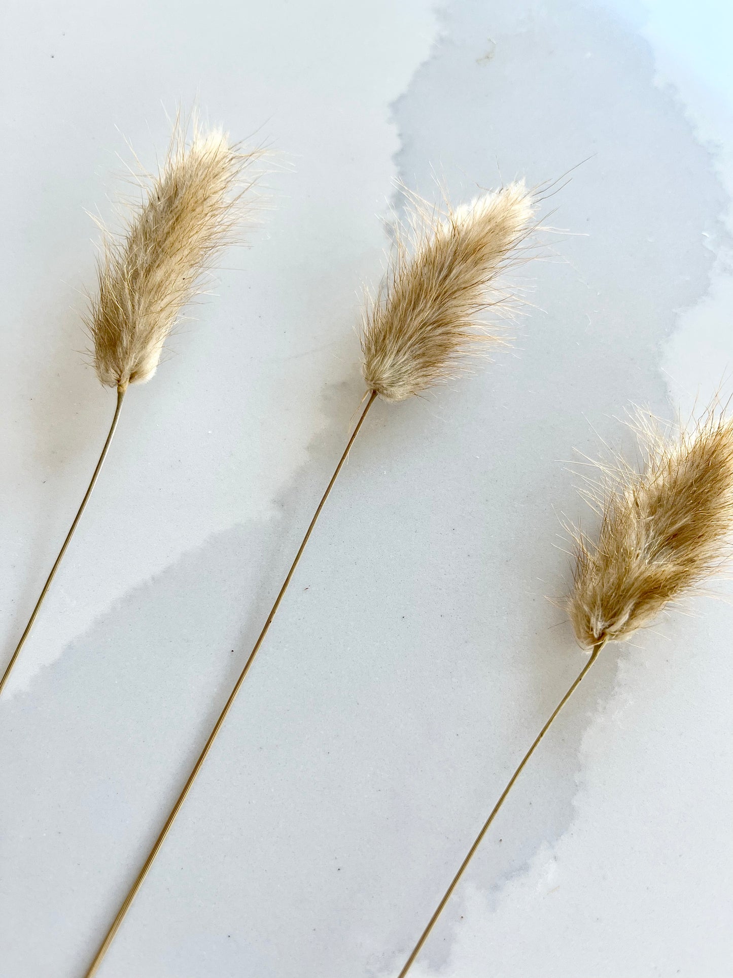 Assorted Dried Grass, Sold by the Stem